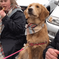 Visitphillyabbystyle dogs catch skills golden retriever GIF