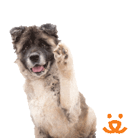 Whats Up Hello Sticker by Best Friends Animal Society