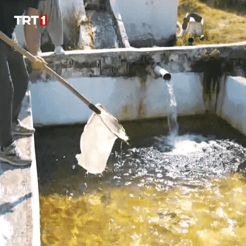 Fish Come Here GIF by TRT