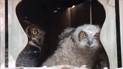 jesusornarobles giphygifmaker owl GIF