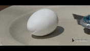 Egg Razors GIF