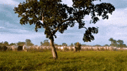 Mato Grosso Boi GIF by Grupo Cometa