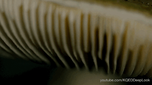 GIF by KQEDScience