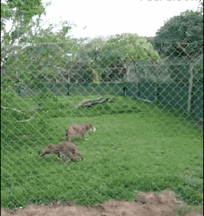 cat jump GIF