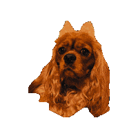 Cavalierkingcharlesspaniel Love Sticker