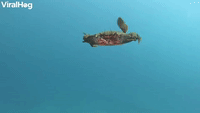 Swimming Crab Surprises Diver