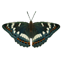 Butterfly Sticker