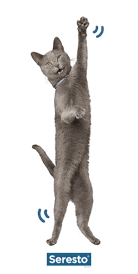 Dance Cat Sticker by Seresto_ES