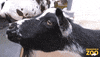 Hungry Goat GIF by Brookfield Zoo