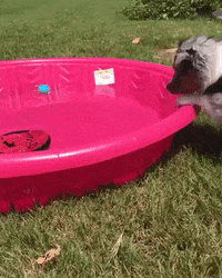 dog puppy GIF by JustViral.Net