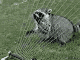 racoon GIF