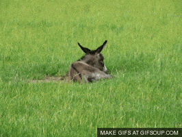 donkey GIF