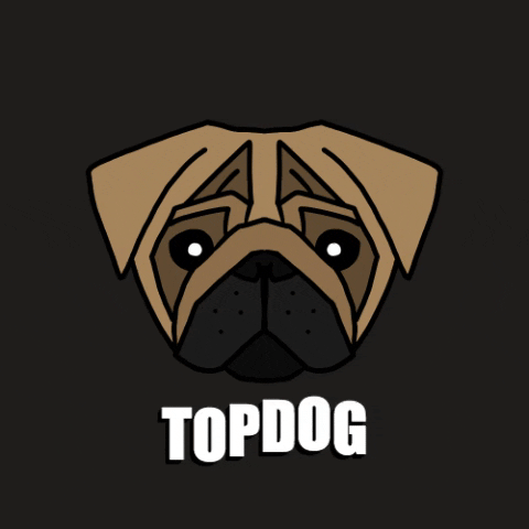 topdogharnesses dog puppy pug pugs GIF
