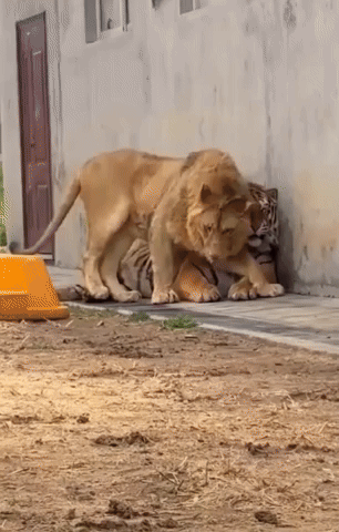 cuteanimalland giphyupload GIF