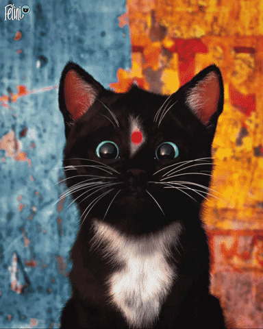 cats kitten GIF