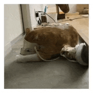 cuteanimalland giphyupload GIF