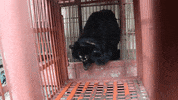 animalsasia  GIF