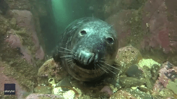 'We Can Swim Later': Sleepy Seal Can Hardly Keep Eyes Open as Diver Stops By