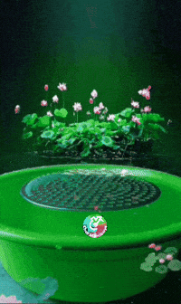 Baby Foto GIF by Murcianys LLC