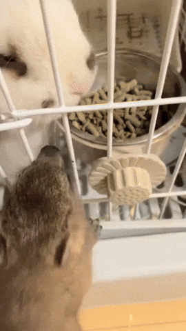 Friendscollection giphycreatortest silly tongue goofy GIF