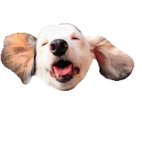 Dachshund Doxie Sticker by DopeDog