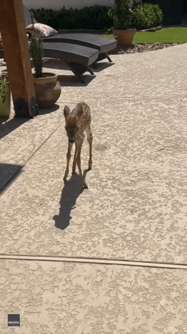 Limping Fawn Helped by Physical Therapist at Texas Wildlife Center