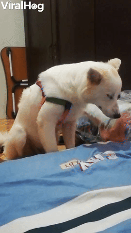 Tuckered Pup Can't Stay Upright