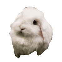 rabbit STICKER by imoji