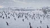 Waddling Pbs Nature GIF by PBS Digital Studios