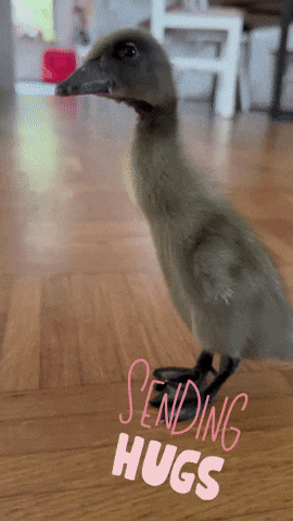 Ente GIF