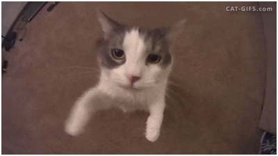 Close Up Cat GIF by Demic