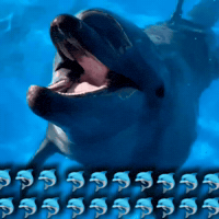 Dolphin GIF