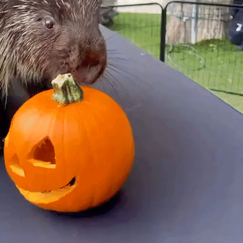 Porcupine Chows Down on Pumpkin at Texas Zoo