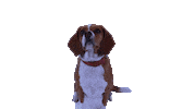 421 dog sticker doggo attention Sticker