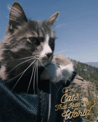 Cats Rule Adventure Cat GIF by Sheba Official