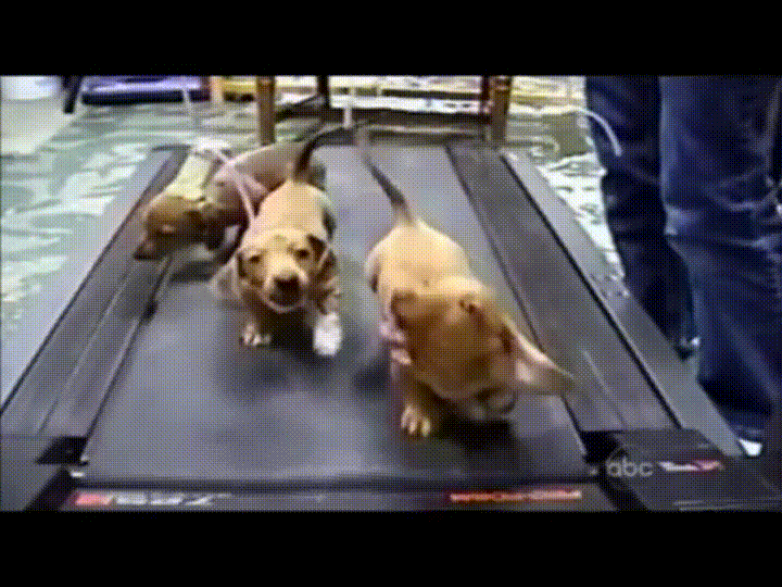 Video gif. Three wiener dogs run adorably on one fast-moving treadmill while trying to jump for the safety clips that dangle above, but they never quite reach them.