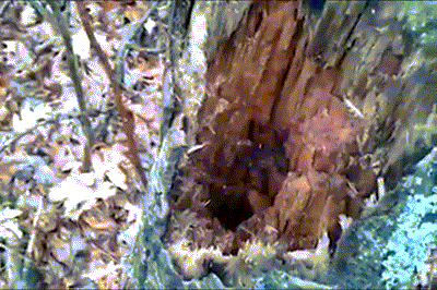 Tree Hiding GIF