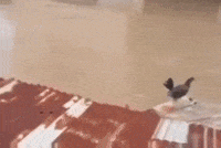 Wilson Lo Siento GIF