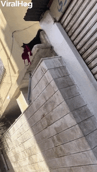 Cat Brings Unknown Bra Into My House GIF by ViralHog