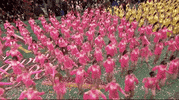 Macys Parade GIF by The 95th Macy’s Thanksgiving Day Parade
