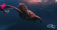 Finding Nemo Slap GIF by Respective