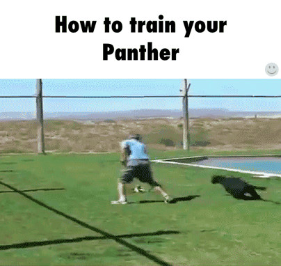 panther GIF