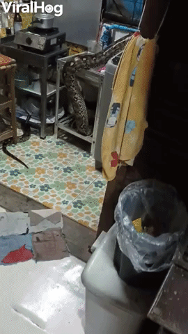 Big Snake Makes Itself at Home