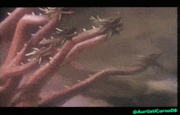 Toho GIF
