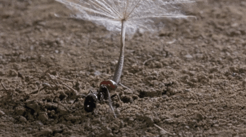 ant dandelion GIF