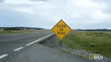 bison yellowstone GIF by Nat Geo Wild 