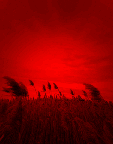 New Works Animation GIF by Ryan Seslow