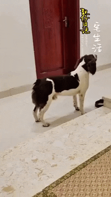 cuteanimalland giphyupload GIF