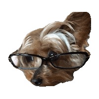 yorkie STICKER by imoji