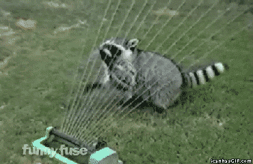 cutie raccoon GIF